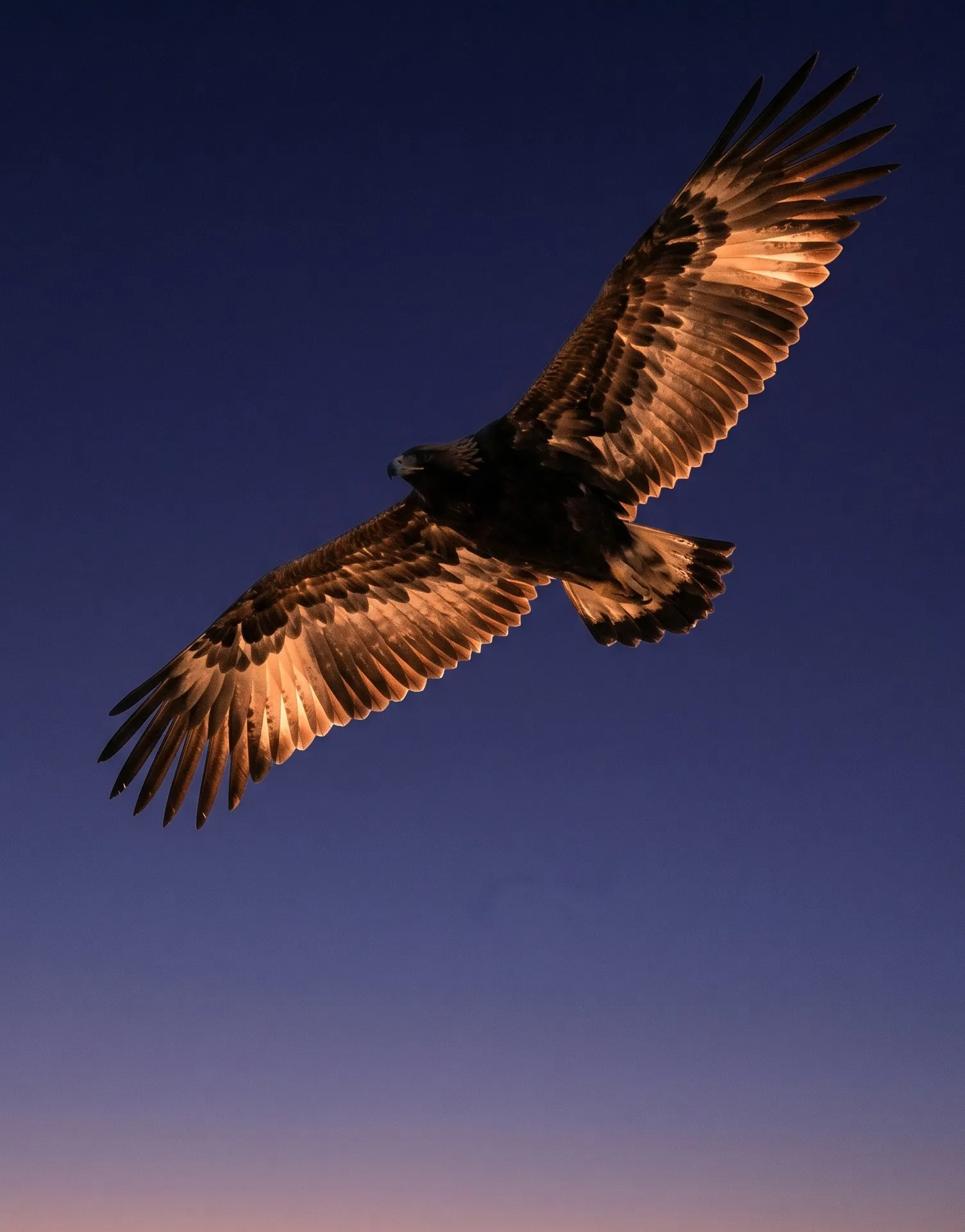 A bird viewed from below in steady cruise flight, wings fully extended, primary feathers backlit by warm dawn glow, papaya horizon band at the lower edge