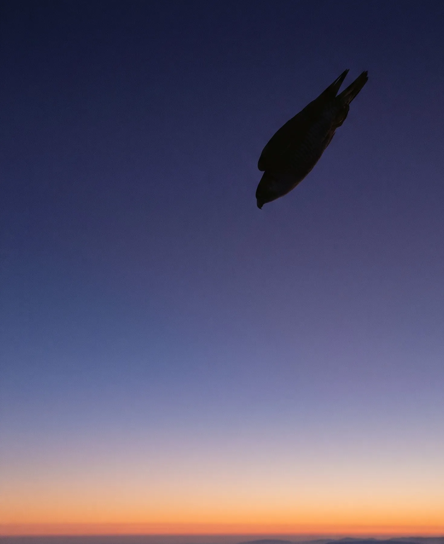 A peregrine falcon in controlled stoop, wings tucked, body streamlined, captured mid-descent against a dawn sky with papaya horizon band below