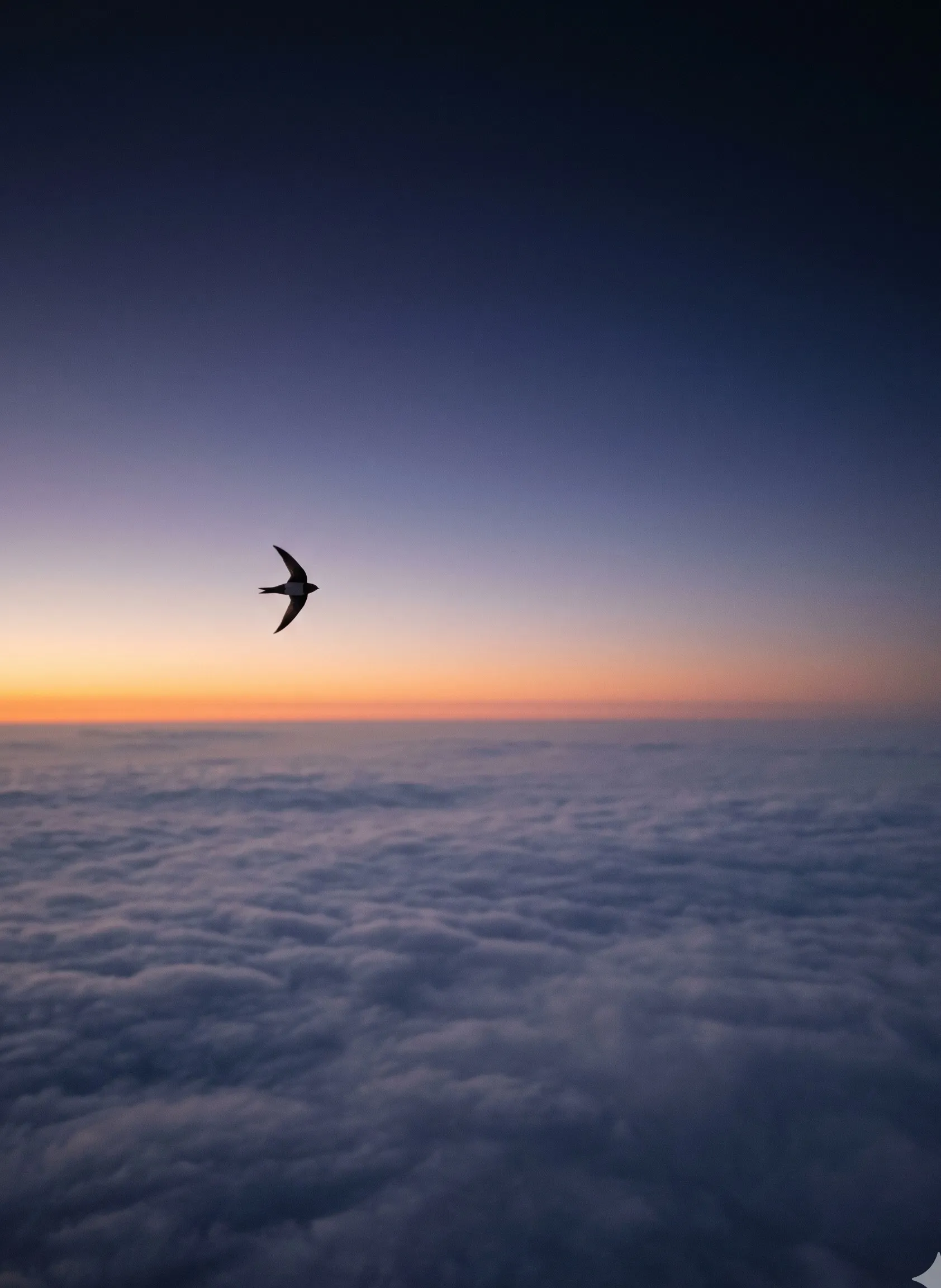 A single small bird in flight heading toward a distant horizon, papaya dawn band across the cloud sea below, vast open sky