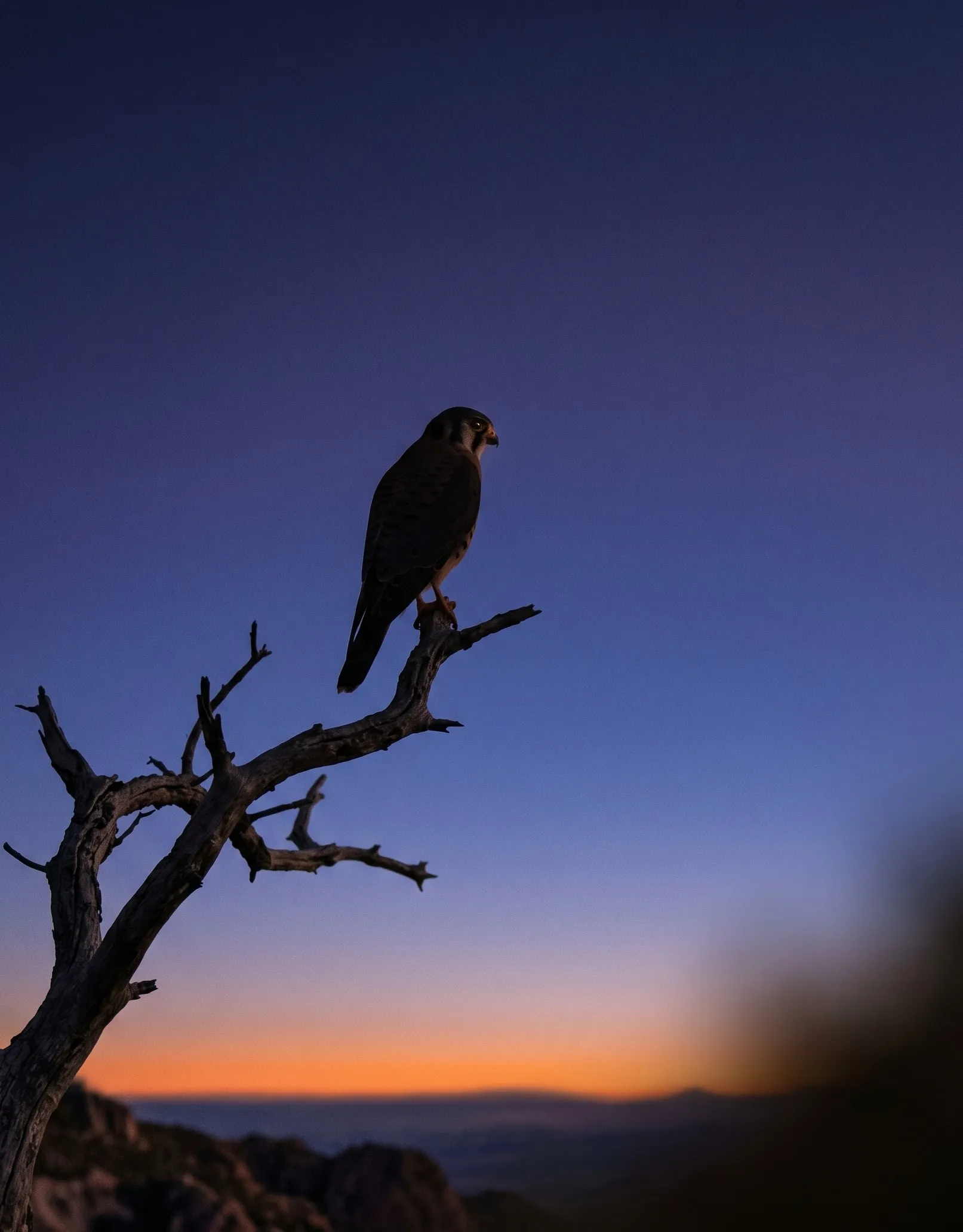 A kestrel-like raptor perched on a bare gnarled branch in profile at dusk, scanning the distance, papaya band low on the horizon