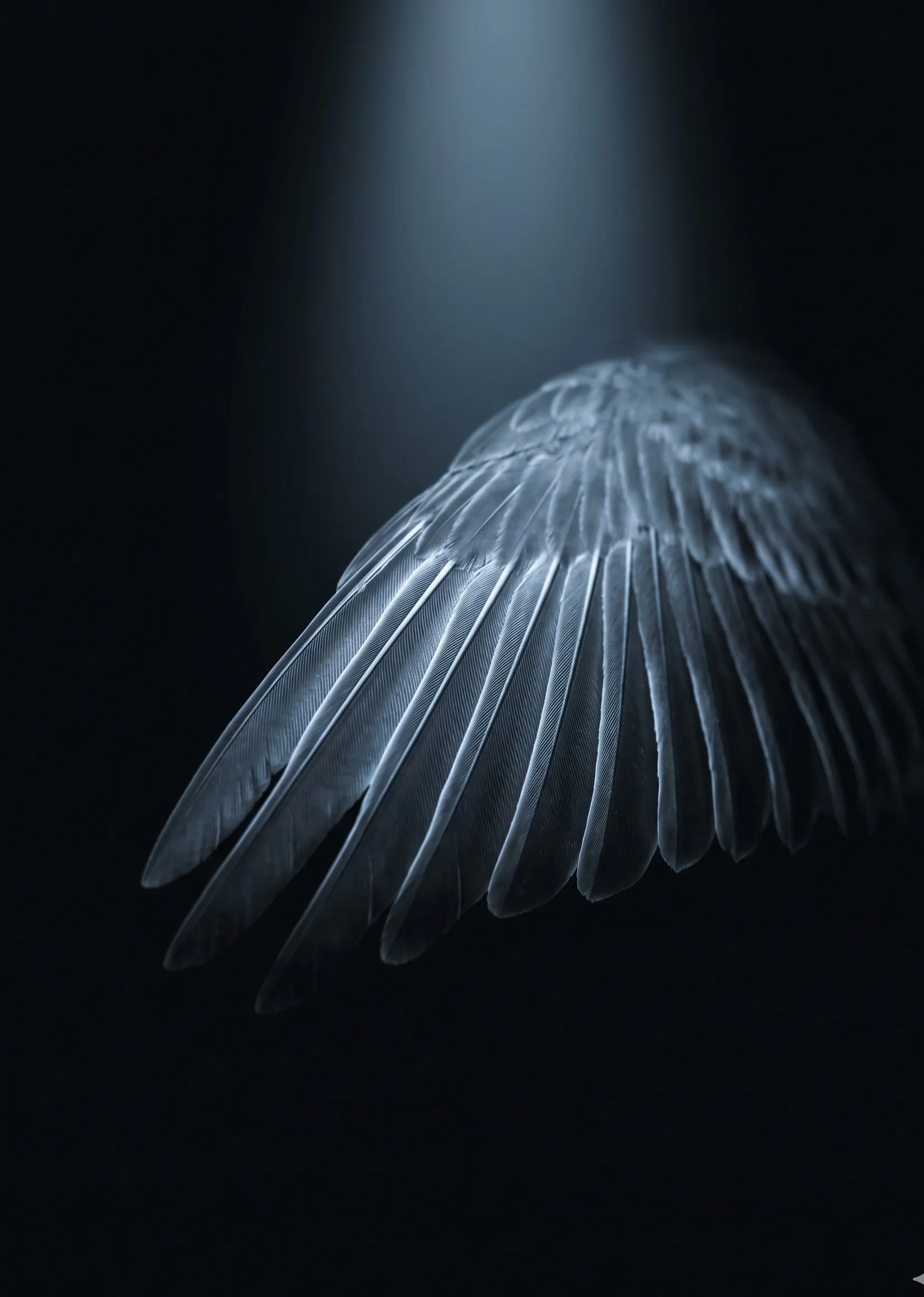 Close-up of a soaring wing in mid-extension against darkness, leading-edge feathers in cold blue-grey light